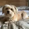 Daniela Alessi - @danielaalessi - TikTok