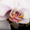 Daniela Anselmi560 - @danielaanselmi563 - TikTok