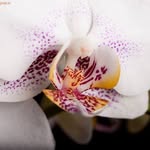 Daniela Anselmi - @daniela.anselmi65 - Instagram
