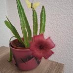 Daniela Arnold - Facebook