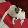 daniela balducci - @danielabalducci01 - TikTok