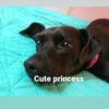 Daniella baldwin - @bblake_pupp_101 - TikTok