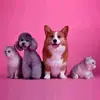 Daniela Barberá - @daniela_barbera - TikTok