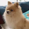 danielabarletta55 - @daniela___39 - TikTok