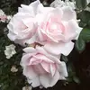 Daniela Barone - @danielabarone076 - TikTok