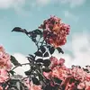 Daniela Berrios - @danielaberrios22 - TikTok