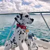 Daniela Cabello - @daniela.cabello2 - TikTok