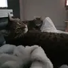 Daniela Cavallo - @daniela.cavallo7 - TikTok