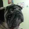 Ringhietto mio🥰 - @daniela_cavallo_8 - TikTok
