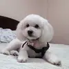Daniela Cerda - @danycerda1 - TikTok