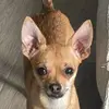 Daniela Chavira509 - @danielachaviram - TikTok