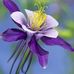 Daniela Coman - Facebook
