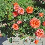 Daniela Costea - Facebook