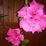 Daniela Costea - @costea4330 - Instagram