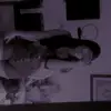 Daniela crespo - @danielacrespoo__ - TikTok