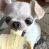 Daniela Damian - @danieladamian62 - TikTok