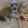 Pepe🐶 - @danielafedele594 - TikTok