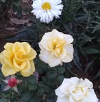 Daniela Fermin - Facebook