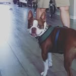 Daniela Ferry - @tokyo_redboston - Instagram