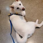 Daniela Gargiulo - @shiba_chico_dany - Instagram