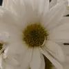 Daniela - @daniela_gevara - TikTok