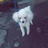 Daniela Gevara - @danielagevara - TikTok