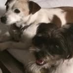 Daniela Harrington - Facebook