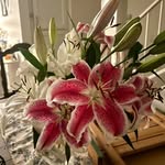 Daniela Jáuregui - @bbambi.eyess - Instagram