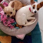 Daniela Pace - Facebook