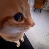 Daniela Palmer - @danielapalmer13 - TikTok