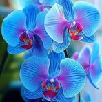 Daniela Popa - Facebook