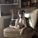 Daniela Cristina Signorelli - @eco_whippet_top - Instagram