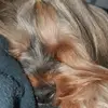 Daniela Vergara - @danniverggara27 - TikTok