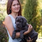 Daniela_williams🐶🐾🐕🇮🇹🇨🇦🇺🇲🇷🇺🇦🇺 - @cane_corso_puppies_50 - Instagram
