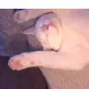 Danielle Abraham - @stormyy101 - TikTok