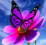 Danielle Arpin - Facebook