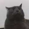 Daniele Arrigo - @daniele.arrigo0 - TikTok