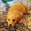 Danielle.Atkinson - @danielle.atkinson - TikTok
