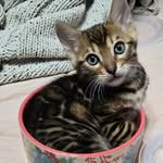 Hippie Hollow Cattery - @daniellebarkleycobb - Instagram