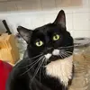Nellie - @daniellebeaulieu46 - TikTok
