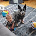 Danielle Bergmann - @maggie_the_heeler2 - Instagram
