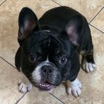 Danielle Biggs - @gizmo_biggs - Instagram