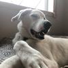 danielle.bittner - @dabnzperson - TikTok