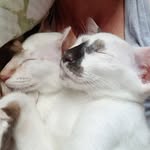 Danielle Blackmore - @blueeyed_meezers - Instagram