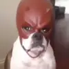 daniellebolender525 - @daniellebolender525 - TikTok