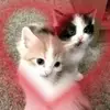 *•♡Ｄ𝔞𝔫ι♡•* - @danielle.is.bonk - TikTok