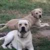 Danielle Boudot - @danielle.boudot - TikTok