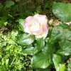 Danielle Boulanger - @danielle.boulange0 - TikTok