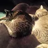 Danielle Bradbury - @chucklest - TikTok