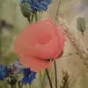 Danielle Hebraud - @daniellehebraud - TikTok
